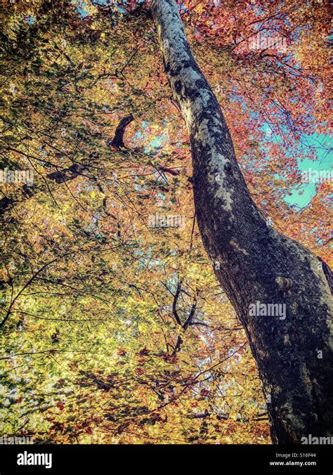 Fall foliage in the north eastern United States Stock Photo - Alamy