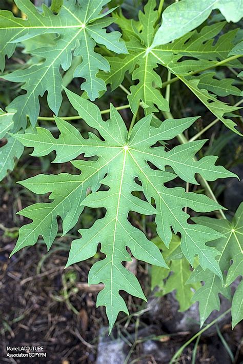 Carica Papaya TRAMIL