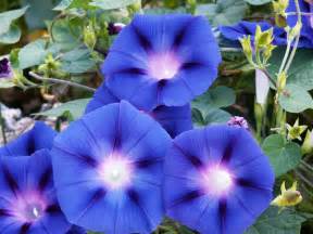 Morning Glory Flowers - Viewing Gallery