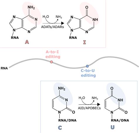 How Does Rna Editing Affect Human Health Uc Davis Biotechnology Program