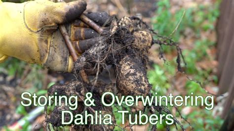 Storing Overwintering Dahlia Tubers Youtube