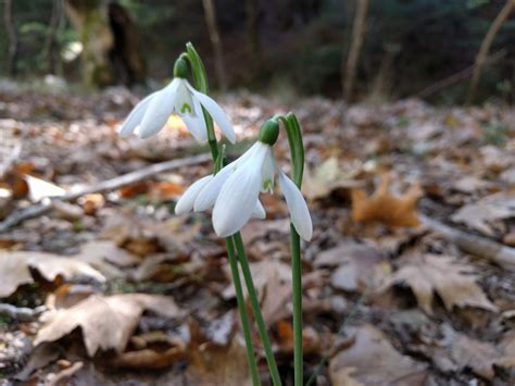 Snowdrop Wiki – A snowdrop knowledgebase