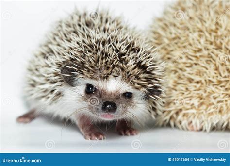 Atelerix Albiventris, African Pygmy Hedgehog. Stock Photo - Image of four, dwarf: 45017604