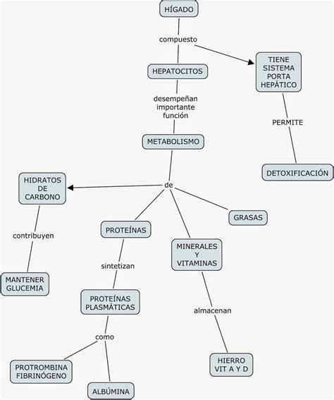 Mapas Conceptuales Mind Maps Y Science Experiments Las Proteinas En Images