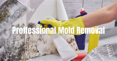 Expert Mold Removal Safe Effective Solutions