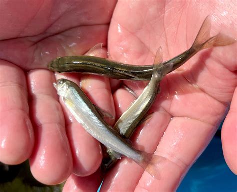 アユ大きく育ってね！ 児童が稚魚500匹放流 市原・養老川 千葉日報オンライン