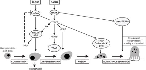 Signalling In Osteoclast Differentiation And Function The Binding Of