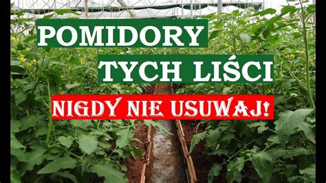 POMIDORY TYCH LIŚCI NIE WOLNO USUWAĆ ZOSTANIECIE BEZ OWOCÓW YouTube