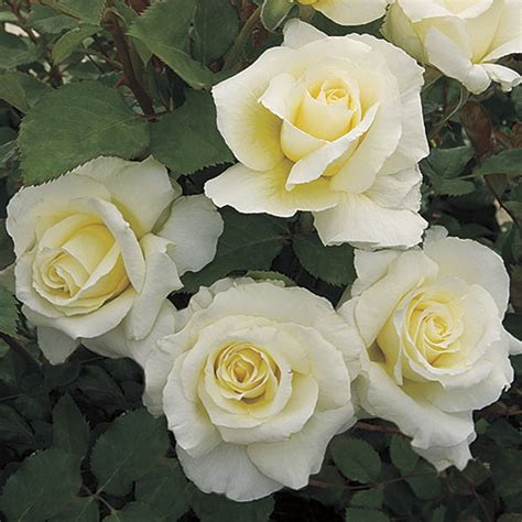 White Licorice ™ | Floribunda Rose