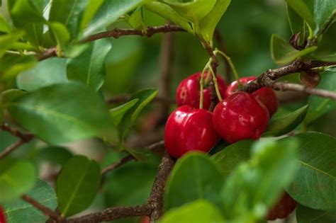 Cereza Acerola Org Nica Fresca Cerezas Tailandesas O Acerola Fruta En