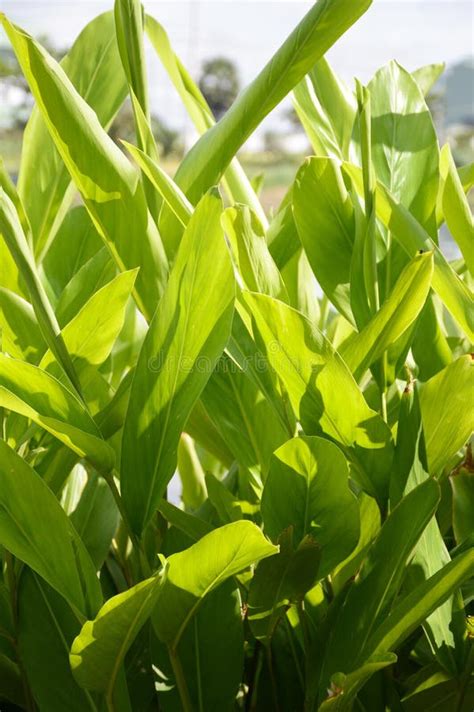 Green Alpinia Galanga Plants In Nature Garden Stock Photo Image Of