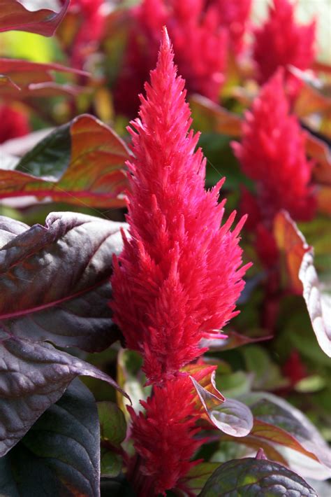 Bright Red Flower Spikes Ginger Adams Flickr