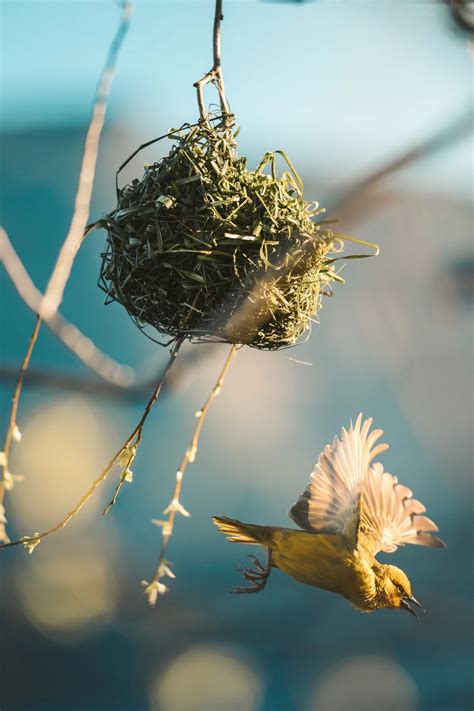 From Twigs To Fibers: The 5 Best Bird Nesting Materials