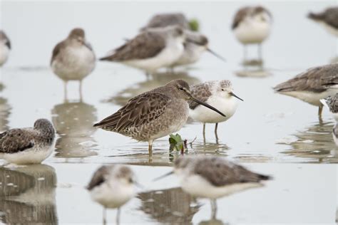 How To Make Chinas Long Awaited Wetlands Protection Law Work