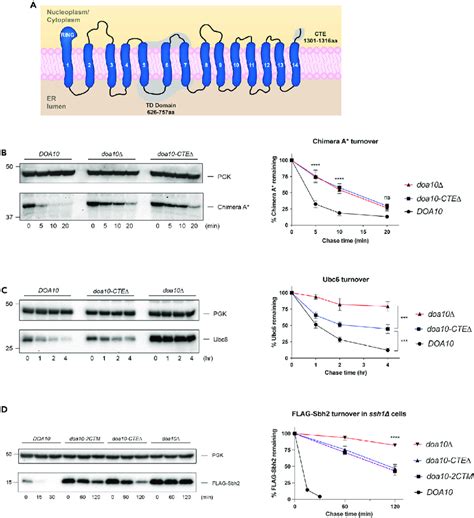 The CTE Is Required For Normal Turnover Kinetics Of Doa10 Substrates