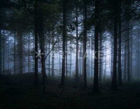 "Dark Misty Forest" Photography art prints and posters by Craig Joiner ...