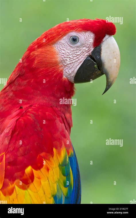 Ara Macao Hautnah Fotos Und Bildmaterial In Hoher Auflösung Alamy