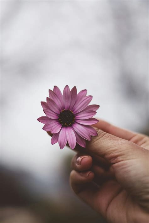 African Daisy Photos, Download The BEST Free African Daisy Stock Photos & HD Images