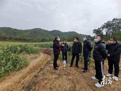 寒潮来袭，惠城农技人员到田间地头送技术送温暖进行防寒指导