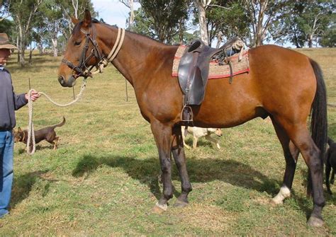 Australian Stock Horse - Alchetron, The Free Social Encyclopedia