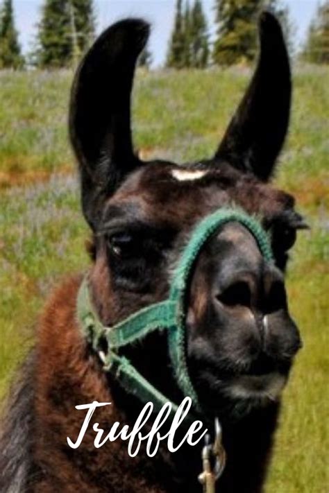 Pack Llamas You May Have Met On The Trail Wallowa Llamas Trek Eastern