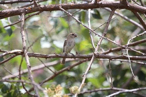 Foto Golinho Sporophila Albogularis Por Samuel Portela Wiki Aves