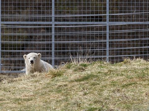 Polar Bear Cub Highland Wildlife Park Kincraig Highland Flickr