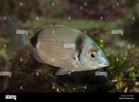 Two Banded Sea Breams Hi Res Stock Photography And Images Alamy