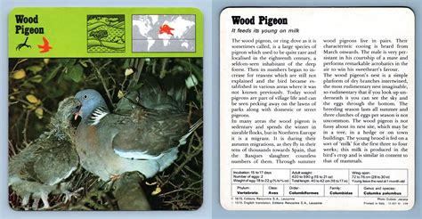 Wood Pigeon Birds S Rencontre Safari Wildlife Card