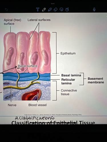 Epithelial Tissue Lab Quiz Flashcards Quizlet