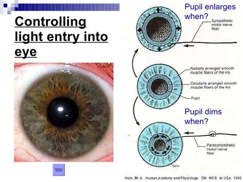 Chapter 14 The Human Eye Lesson 3 - The 2 Mechanisms of the Eye 1) Ac…