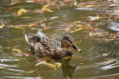 Free picture: autumn season, duck, natural habitat, wildlife, waterfowl ...