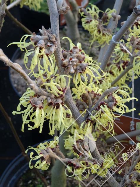 Hamamelis X Intermedia Palida Pépinières Loublandaises