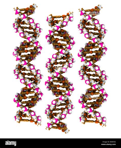 Space filling model dna hi-res stock photography and images - Alamy