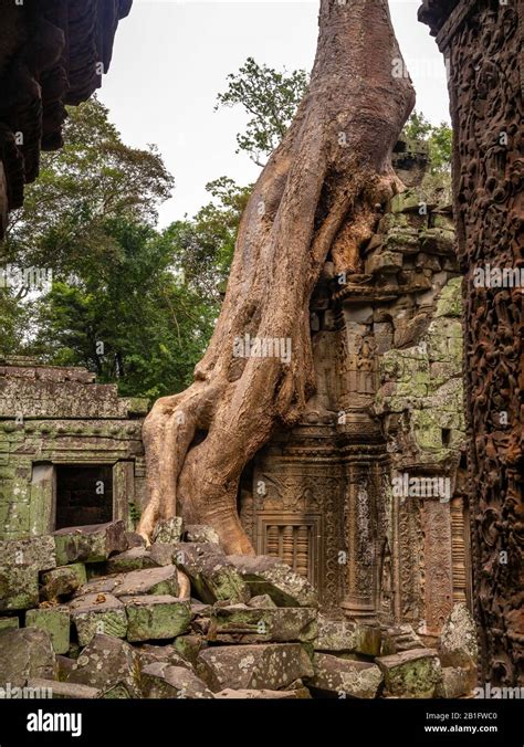 Image Of Ta Prohm Temple The Photogenic Temple At Angkor Wat