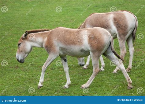 Turkmenian Kulan X Kulan X Do Hemionus Do Equus Imagem De