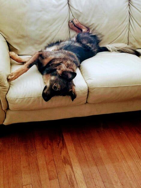 Premium Photo | Dog sleeping on couch at home