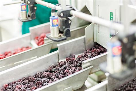 MultiBrief Frozen Fruit And Vegetable Market On The Rise