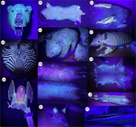 Don’t be shocked if your cat glows in the dark — it’s normal: study | New York Post