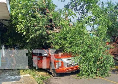 Se salvan de morir aplastados por frondoso árbol tras lluvias en