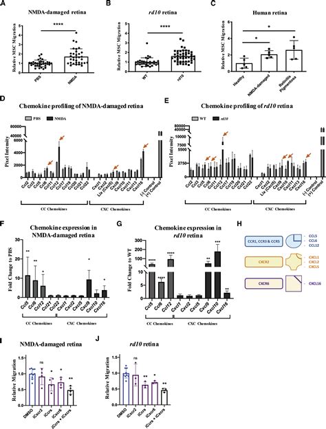 The Chemokine Receptors Ccr5 And Cxcr6 Enhance Migration Of Mesenchymal