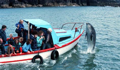 fungie  dingle dolphin smashes guinness world record extraie