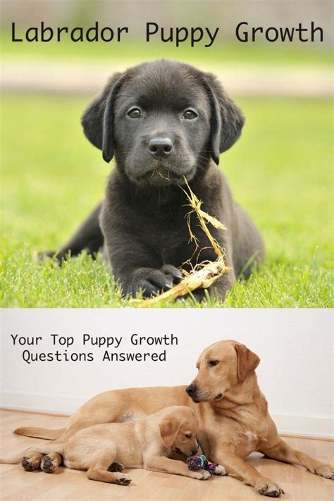 How Much Do Lab Puppies Grow Each Week