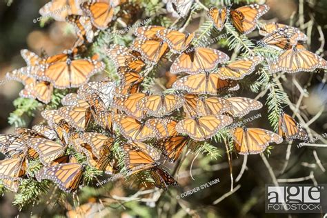 Mexico, State of Michoacan, Angangueo, Monarch Butterfly Biosphere Reserve Sierra Chincua, Stock ...