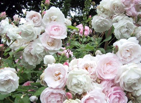 Кустовые розы: выращивание и уход, посадка, болезни и вредители