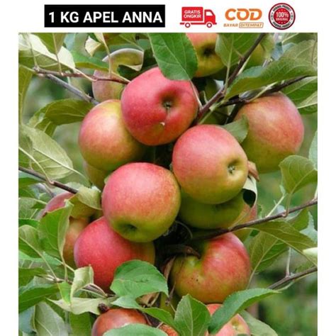 Jual Buah Apel Anna Fres Baru Petik Kota Grid A Batu Malang Berat 1 Kg