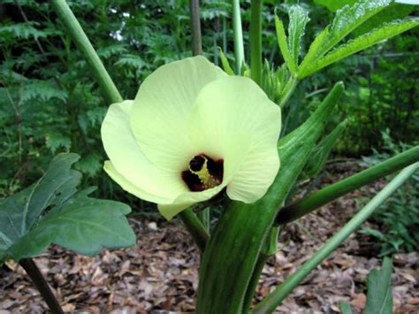 Abelmoschus Esculentus Okra World Of Flowering Plants