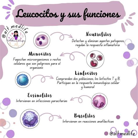 Leucocitos Funci N Valores Recomendados Y Causas Hot Sex Picture