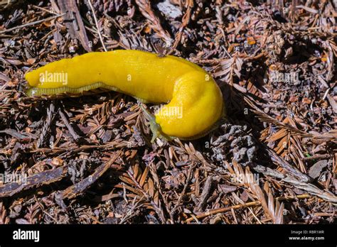 Close Up Of Bright Yellow Banana Slug On The Forest Floor California