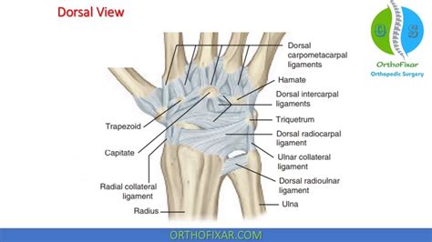 Wrist Anatomy: Bones, Ligaments & Joints | OrthoFixar 2025